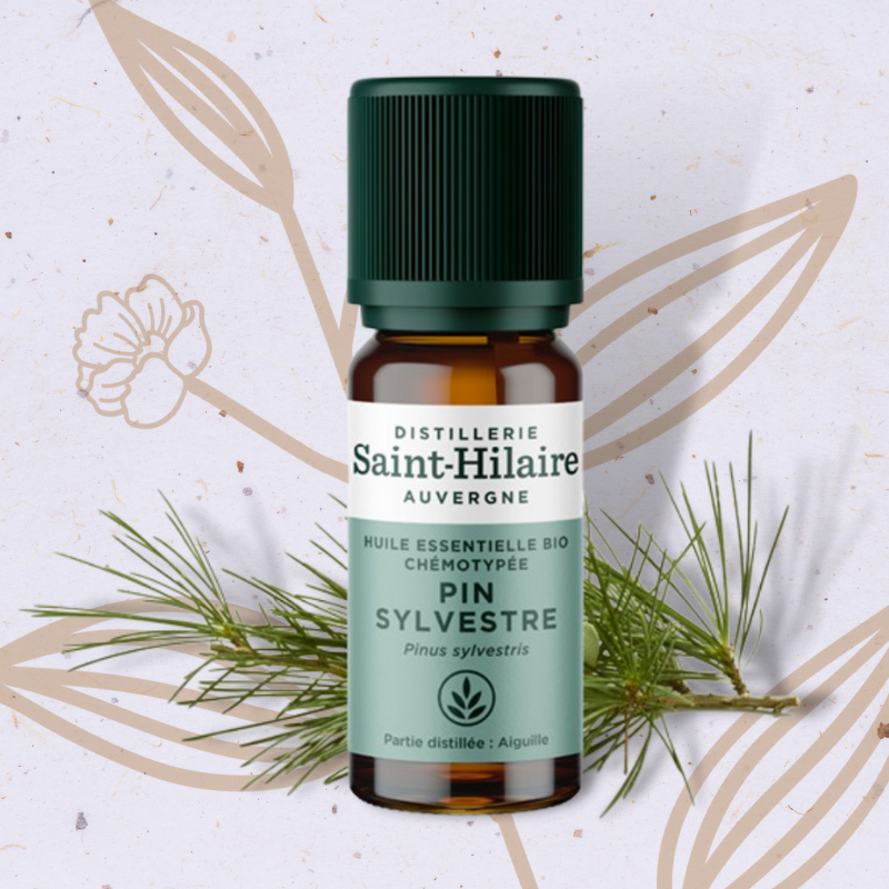 Pin sylvestre en Huile essentielle