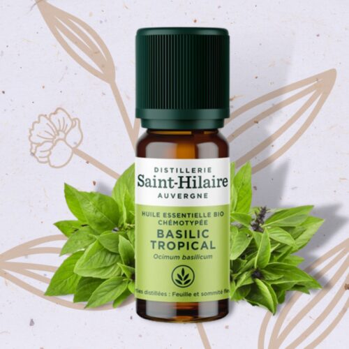Basilic tropical en Huile Essentielle