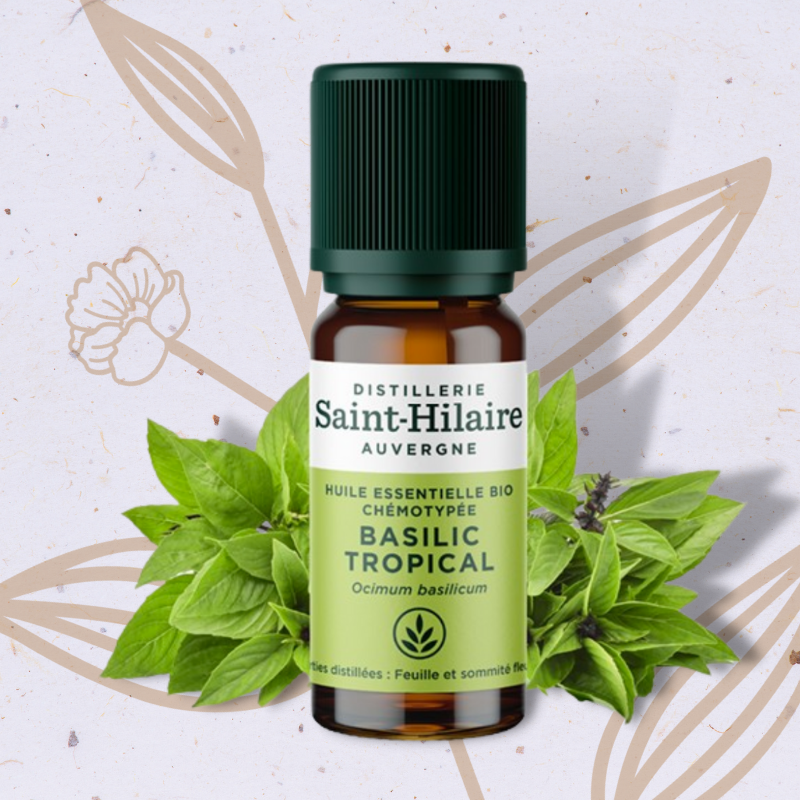 Basilic tropical en Huile Essentielle