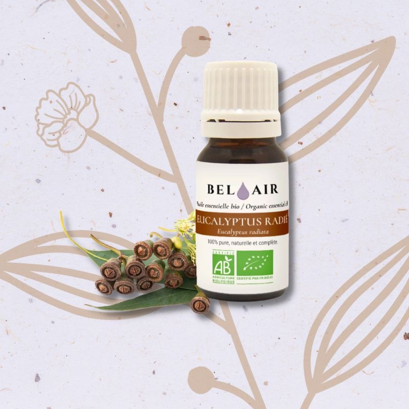 Eucalyptus radié en Huile essentielle