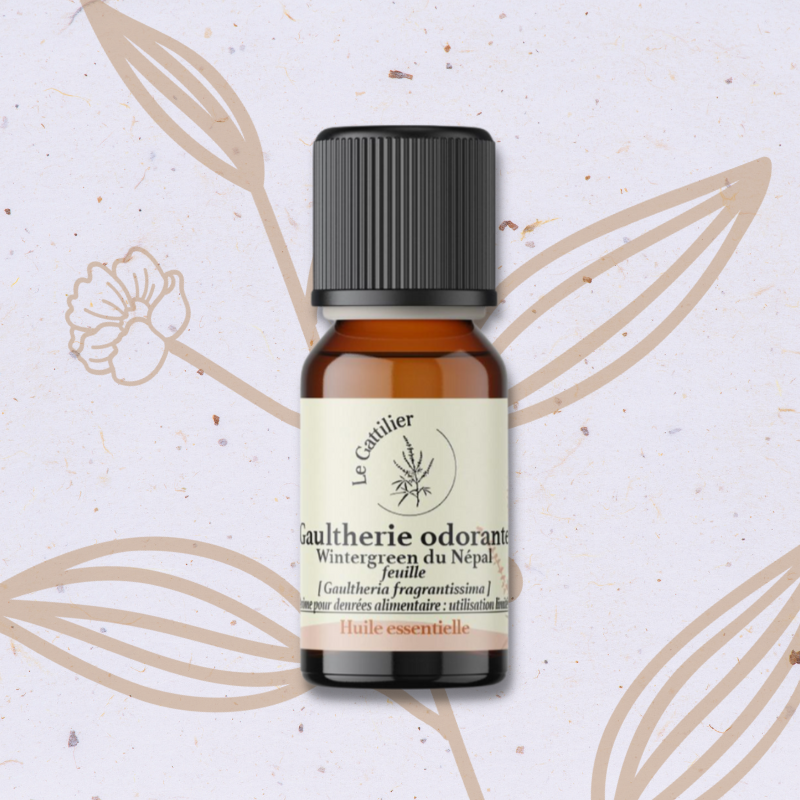 Gaulthérie odorante en Huile essentielle
