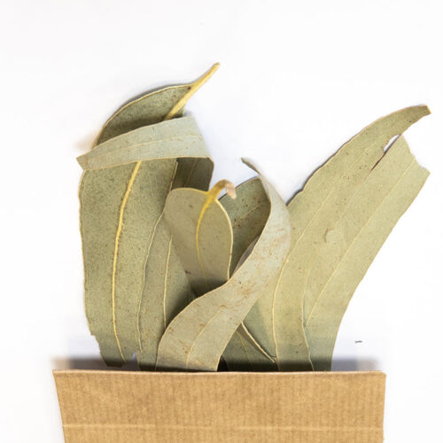 Eucalyptus globulus en Feuille entière bio