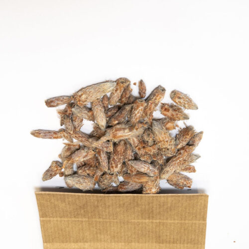 Pin Bourgeon en Tisane