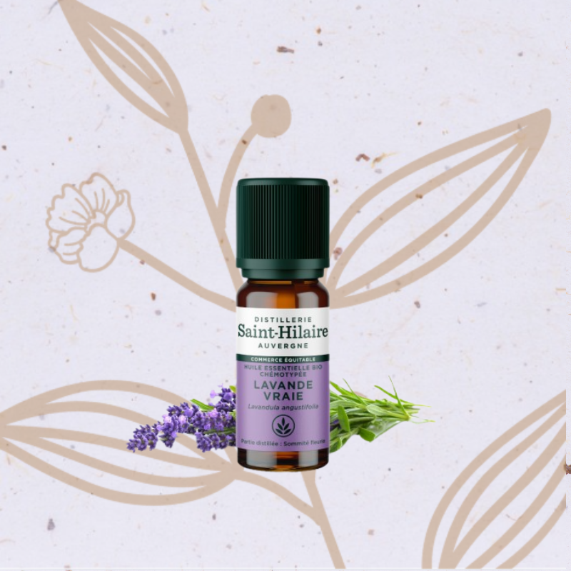 Lavande vraie bio en Huile essentielle (Saint hilaire)