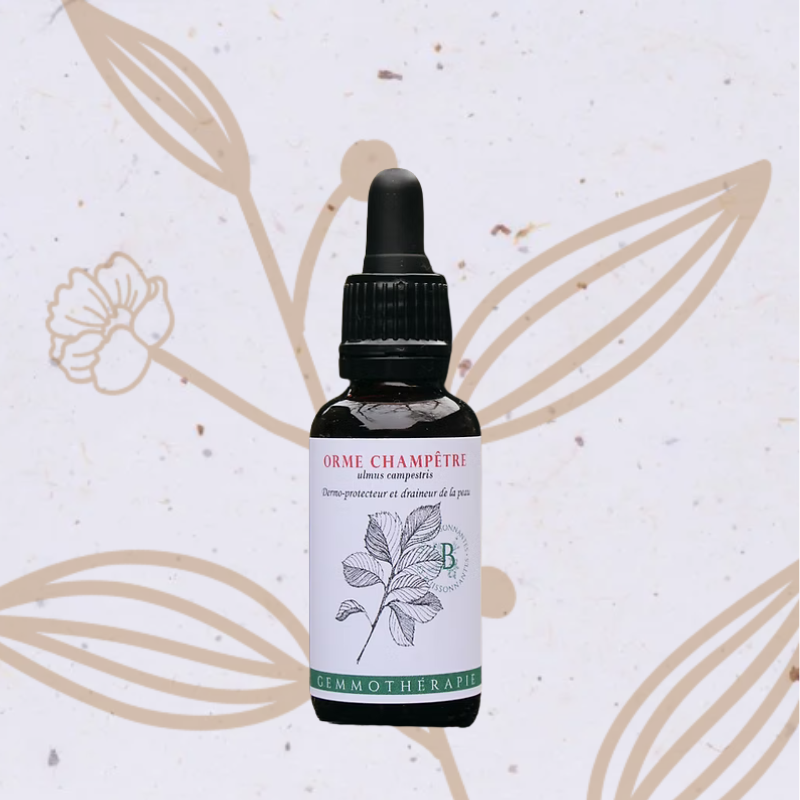 Orme en bourgeon (Les Buissonnantes)