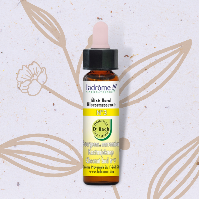 Bourgeon de Marronnier n°3 - Chestnut bud Fleur de Bach n°7