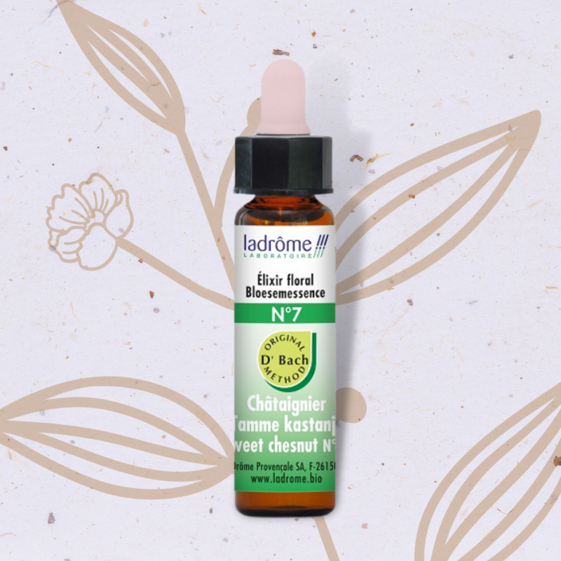 Châtaignier n°7 - Sweet chestnut Fleur de Bach n°30