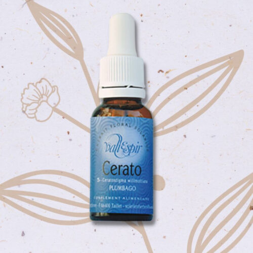 Plumbago n°32 - Cerato Fleur de Bach n°5